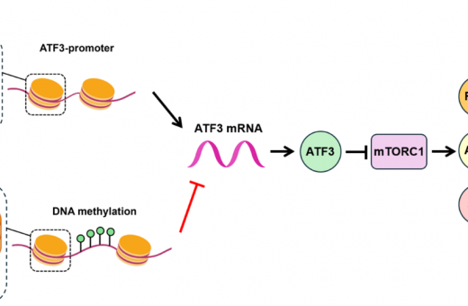 HKU Biologists Uncover How a Genetic Player Fuels Liver Cancer by Disrupting Fat Metabolism